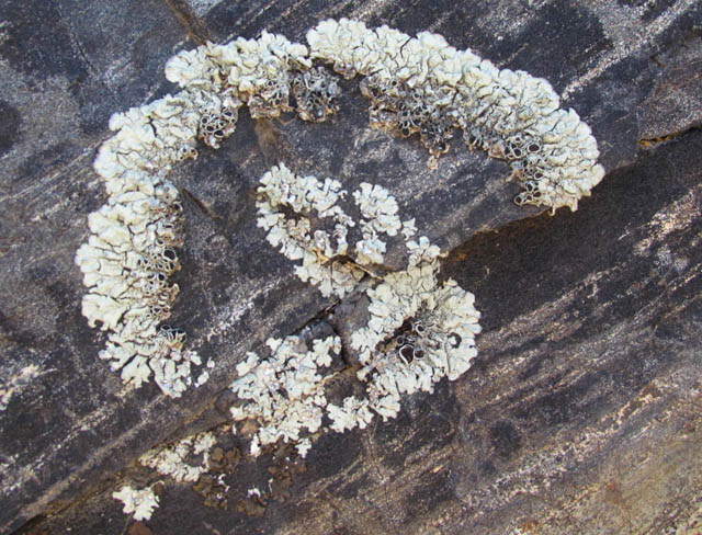 Lichens